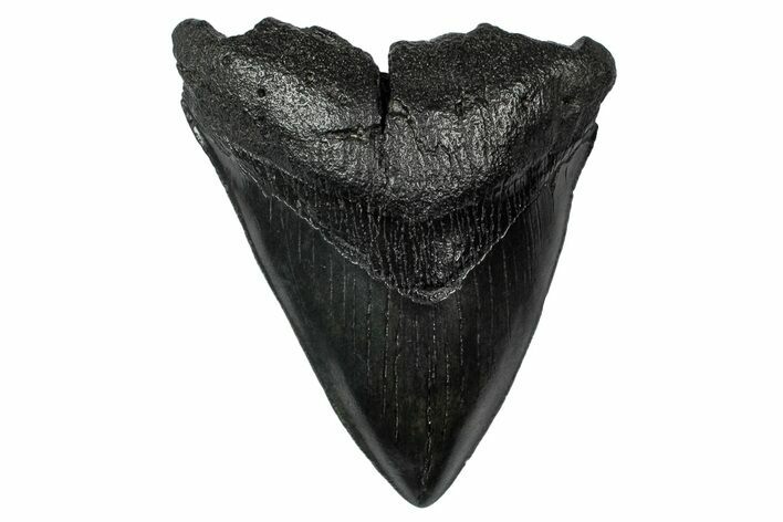 Fossil Megalodon Tooth - South Carolina #340200